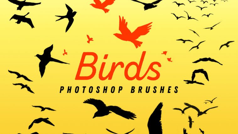 birds brushes for photoshop cs6 free download