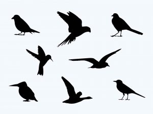 Free Birds Silhouette PSD
